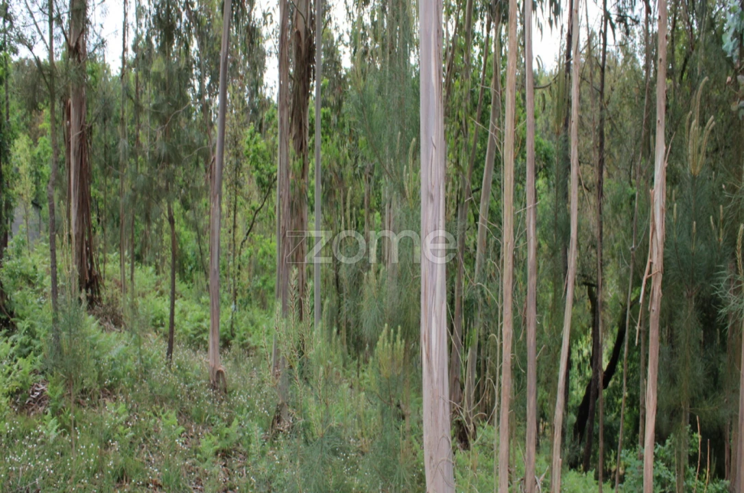 Terreno para Venda em Castelões Foto 27