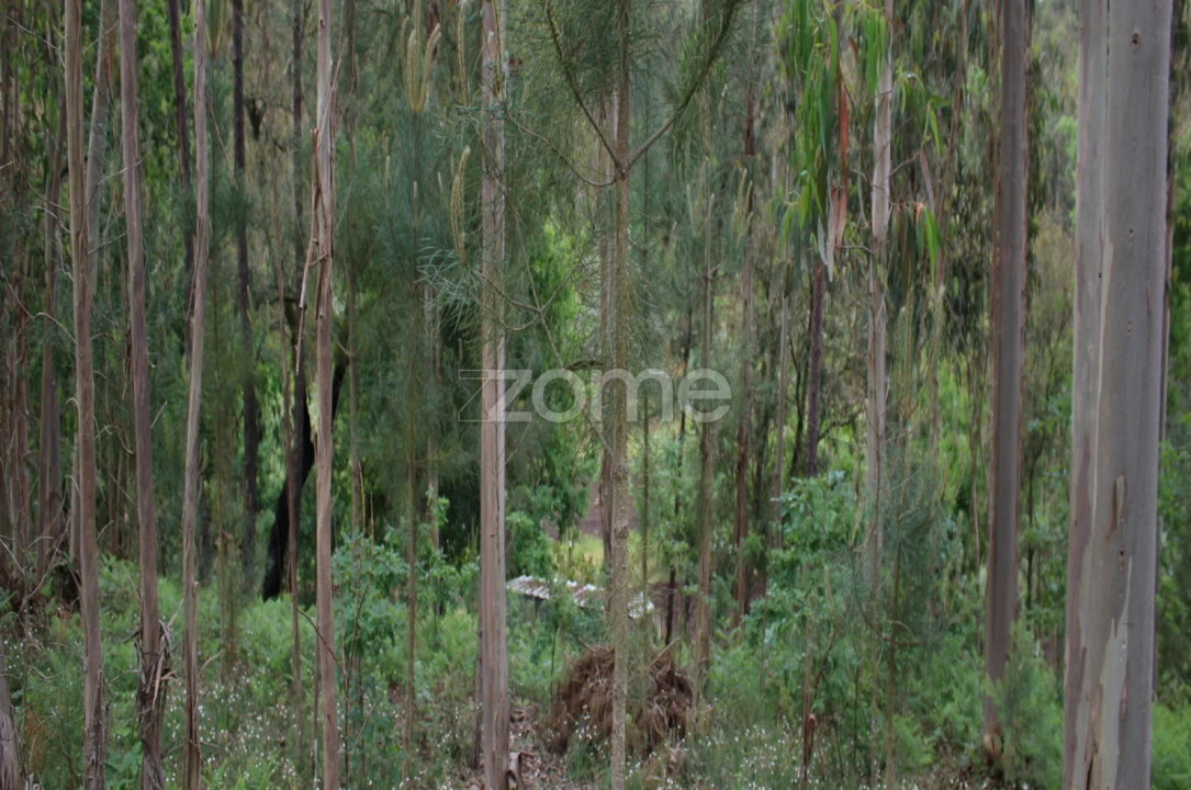 Terreno para Venda em Castelões Foto 17