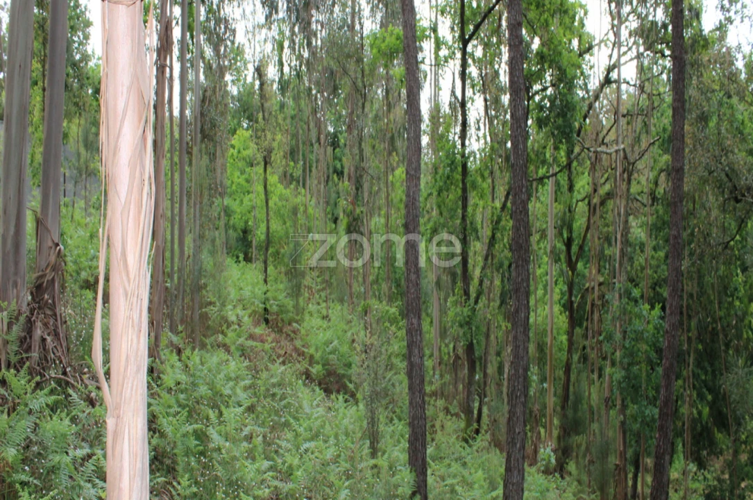 Terreno para Venda em Castelões Foto 19