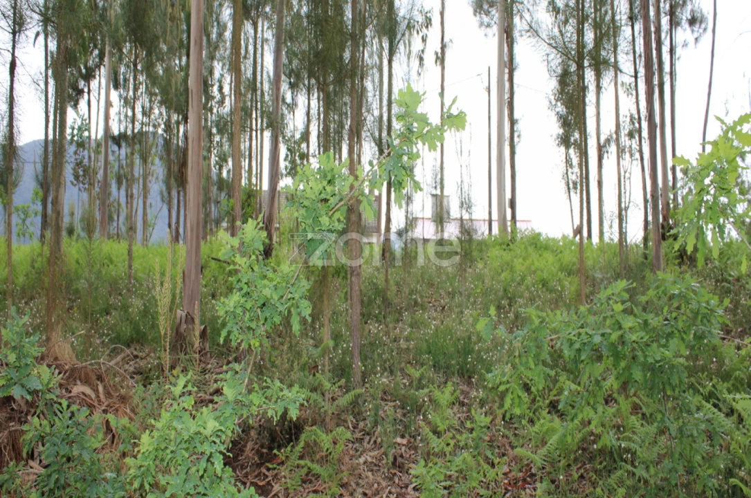 Terreno para Venda em Castelões Foto 20