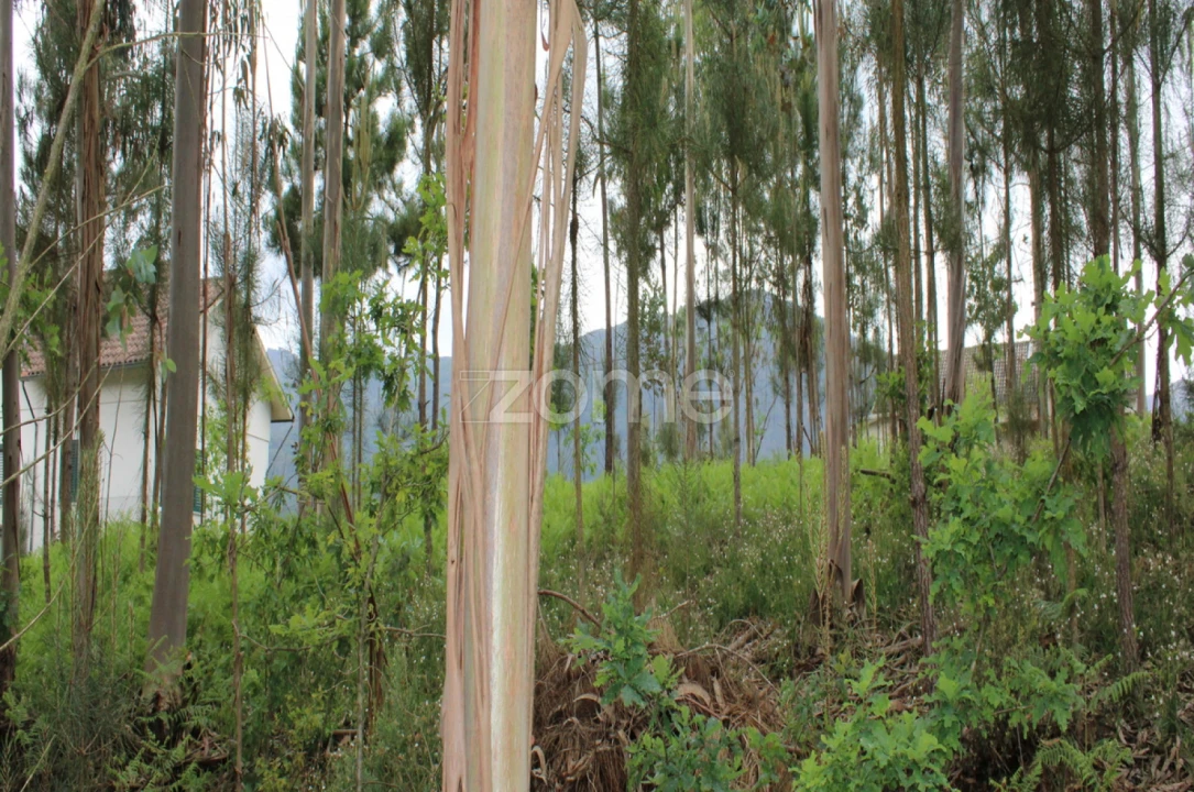 Terreno para Venda em Castelões Foto 21