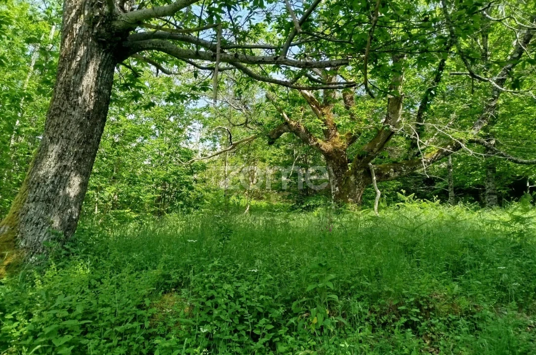 Terreno para Venda em Seia, São Romão e Lapa dos Dinheiros Foto 9