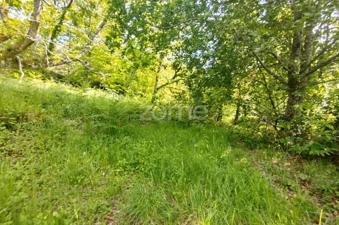Terreno para Venda em Seia, São Romão e Lapa dos Dinheiros Foto 11