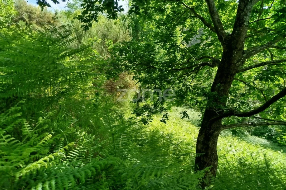 Terreno para Venda em Seia, São Romão e Lapa dos Dinheiros Foto 10