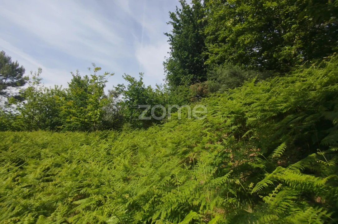 Terreno para Venda em Seia, São Romão e Lapa dos Dinheiros Foto 12