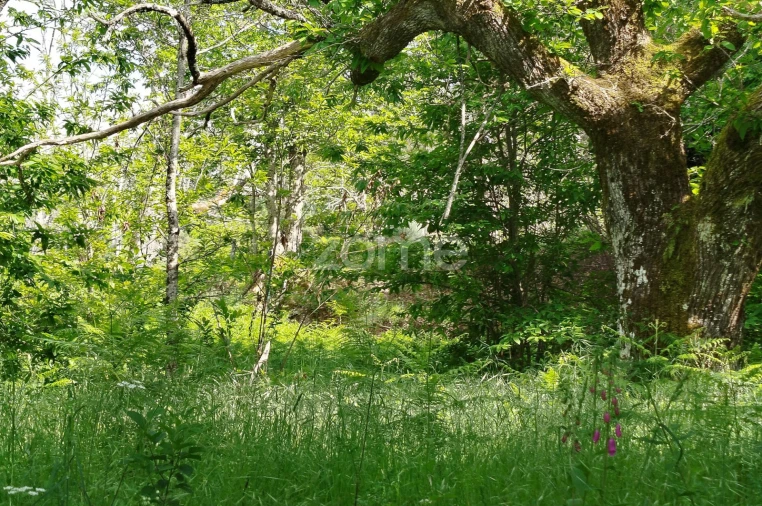 Terreno para Venda em Seia, São Romão e Lapa dos Dinheiros Foto 8