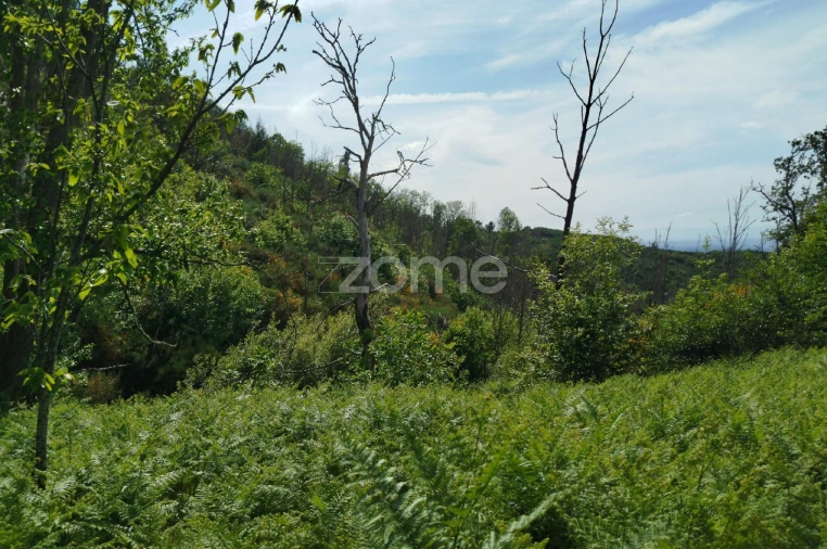 Terreno para Venda em Seia, São Romão e Lapa dos Dinheiros Foto 20