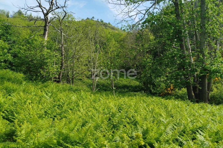 Terreno para Venda em Seia, São Romão e Lapa dos Dinheiros Foto 14