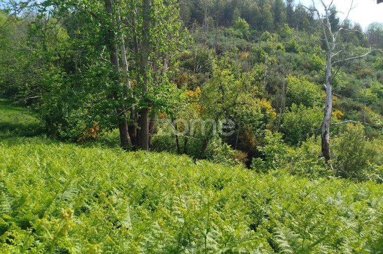 Terreno para Venda em Seia, São Romão e Lapa dos Dinheiros Foto 15