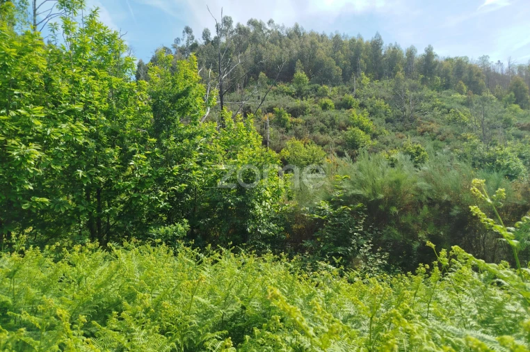 Terreno para Venda em Seia, São Romão e Lapa dos Dinheiros Foto 16