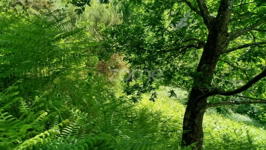 Terreno para Venda em Seia, São Romão e Lapa dos Dinheiros
