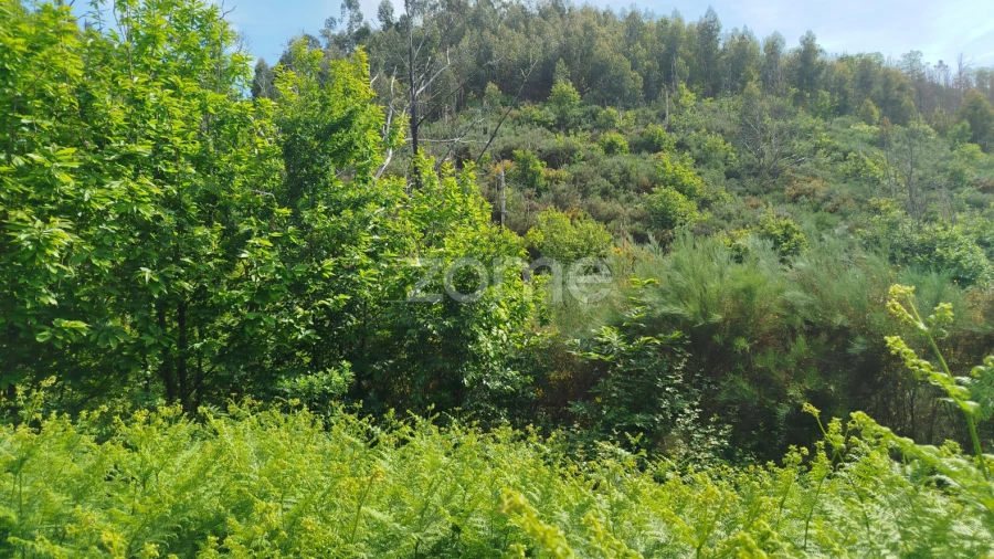 Terreno para Venda em Seia, São Romão e Lapa dos Dinheiros