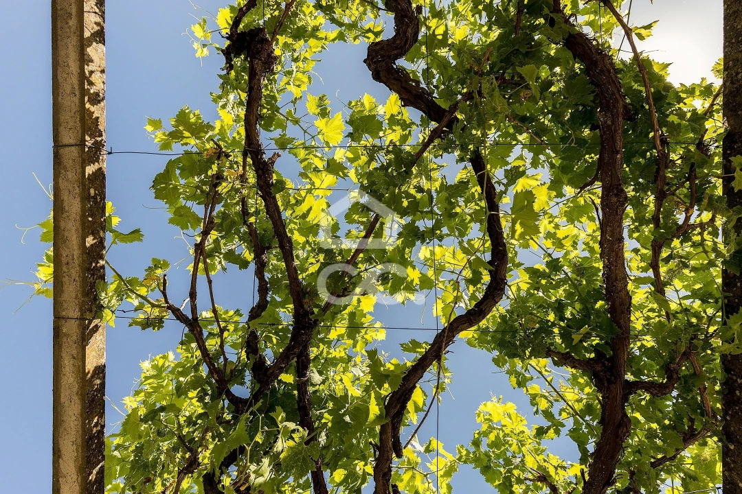 Moradia T3 para Venda em Portel Foto 37