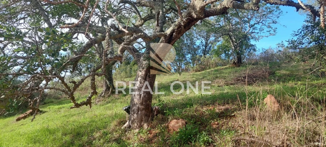 Terreno para Venda em Alte Foto 7