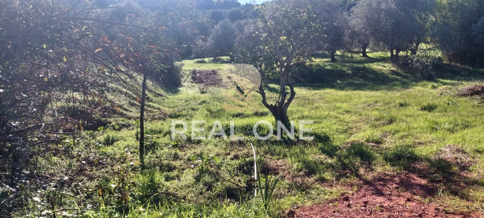 Terreno para Venda em Alte Foto 22