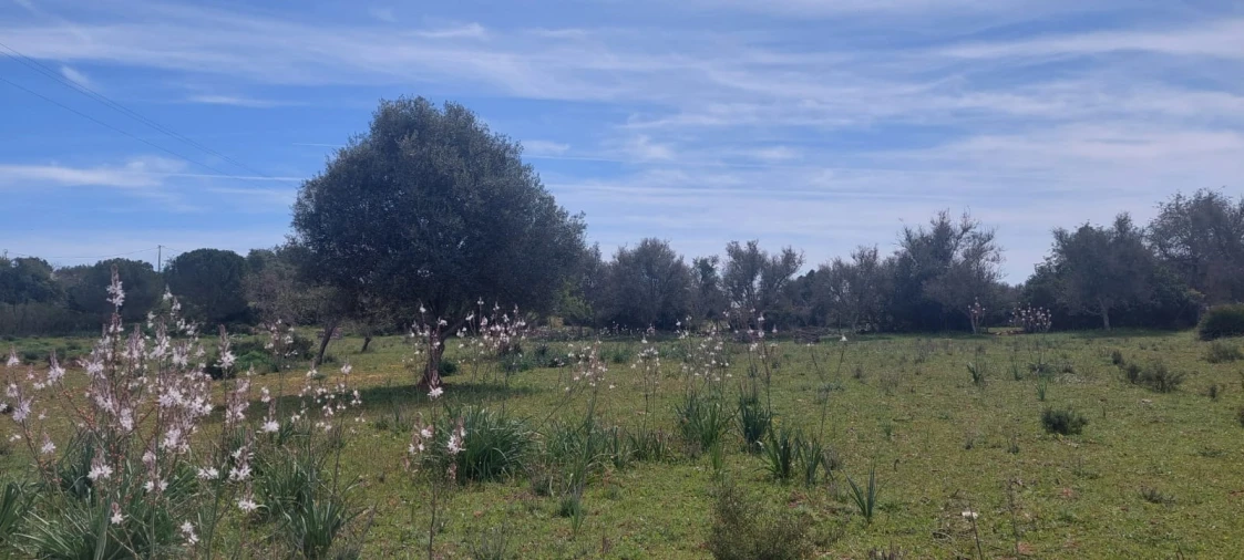 Terreno para Venda em Guia Foto 18