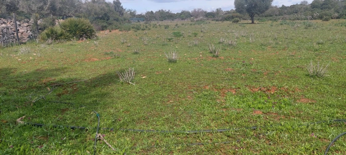 Terreno para Venda em Guia Foto 20