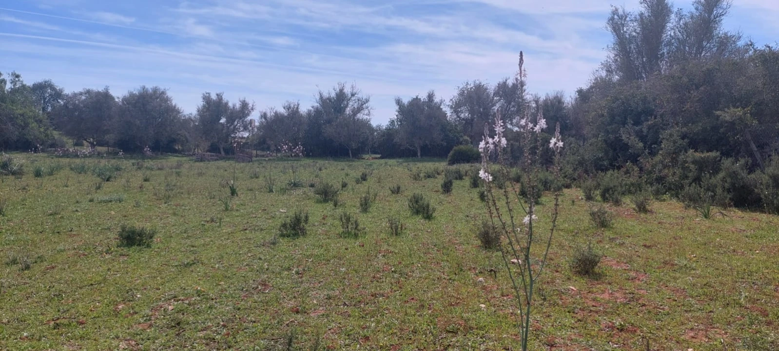 Terreno para Venda em Guia Foto 19