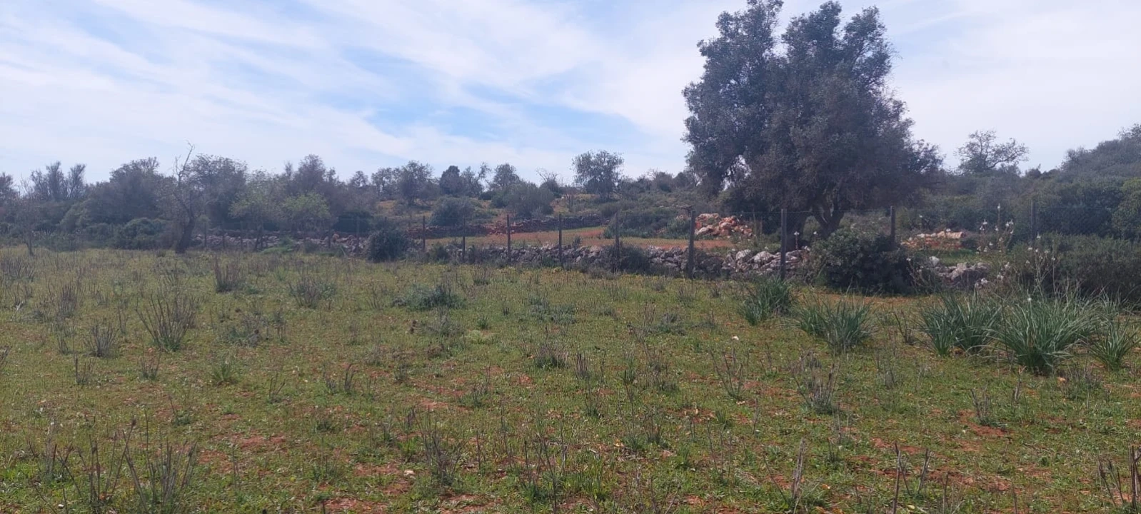 Terreno para Venda em Guia Foto 15