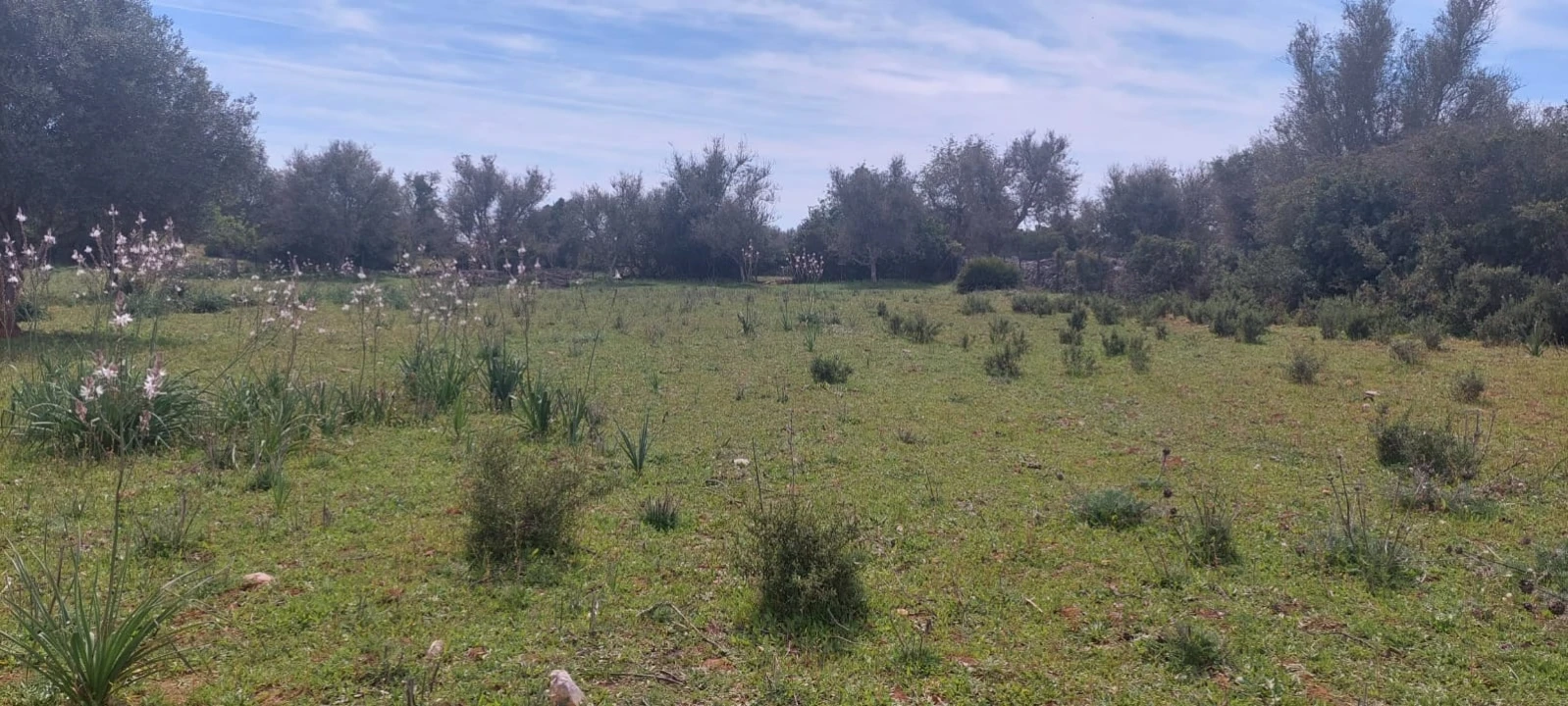 Terreno para Venda em Guia Foto 17