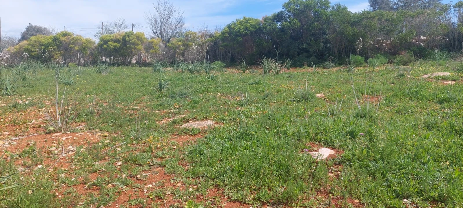 Terreno para Venda em Guia Foto 28