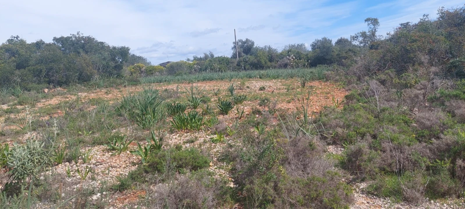 Terreno para Venda em Guia Foto 27