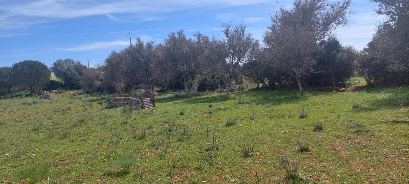 Terreno para Venda em Guia Foto 26