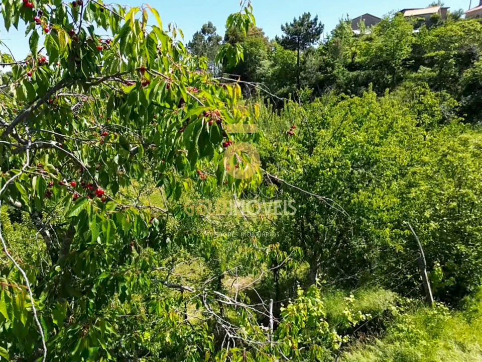 Terreno Agricola ou Rústico para Venda em Santiago de Piães Foto 9