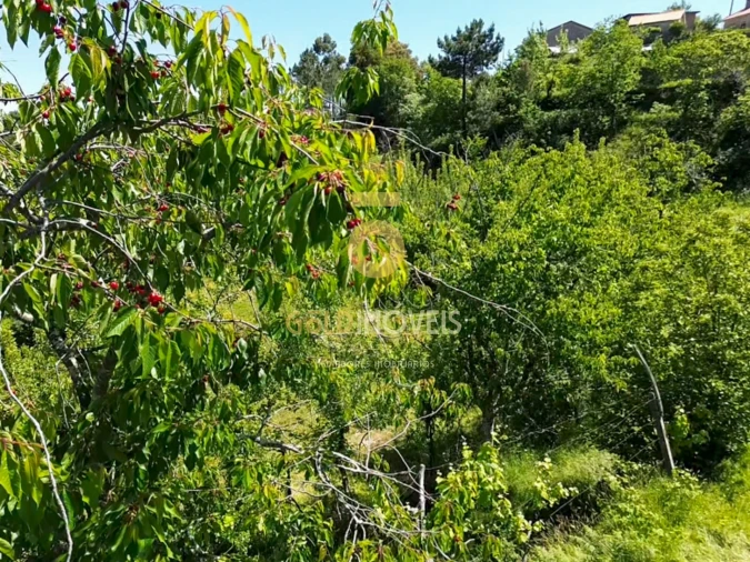 Terreno Agricola ou Rústico para Venda em Santiago de Piães Foto 9