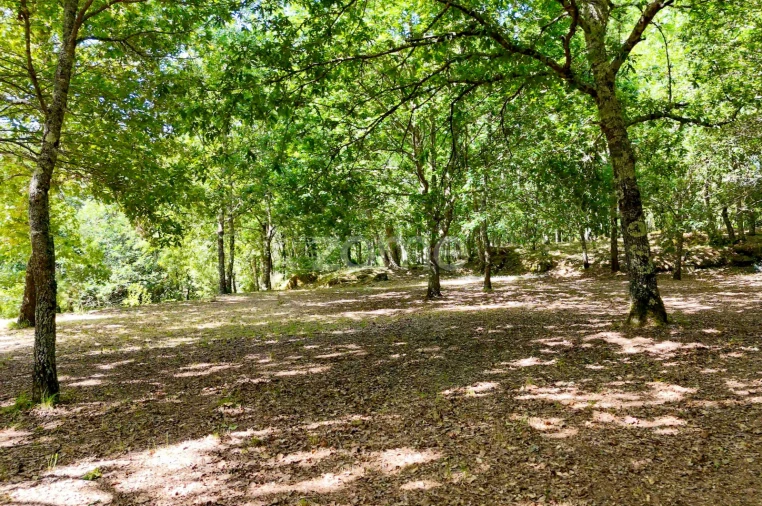 Quinta T6 para Venda em Ovoa e Vimieiro Foto 21