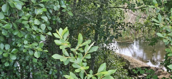 Terreno para Venda em Ninho do Açor e Sobral do Campo