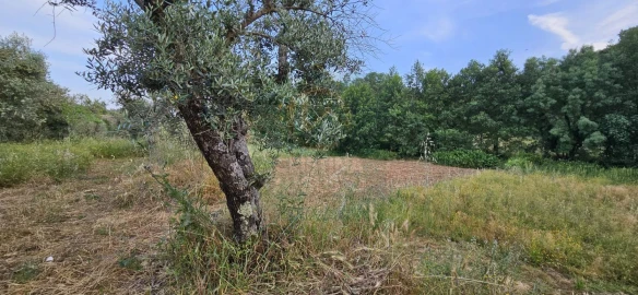 Terreno para Venda em Ninho do Açor e Sobral do Campo