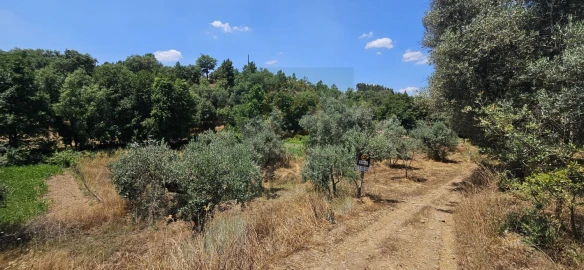 Terreno para Venda em Ninho do Açor e Sobral do Campo