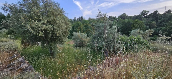 Terreno para Venda em Ninho do Açor e Sobral do Campo