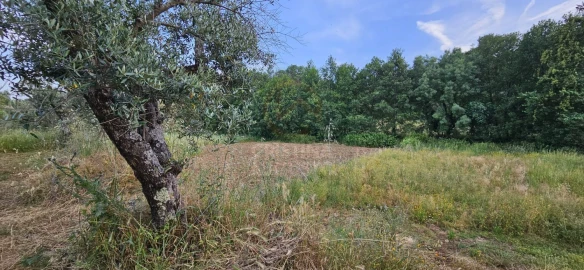 Terreno para Venda em Ninho do Açor e Sobral do Campo