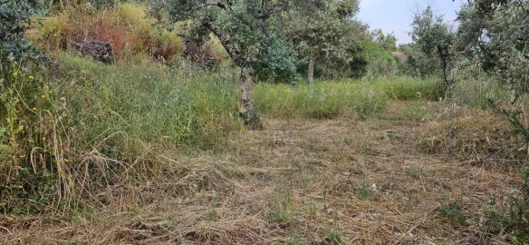 Terreno para Venda em Ninho do Açor e Sobral do Campo