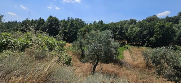 Terreno para Venda em Ninho do Açor e Sobral do Campo
