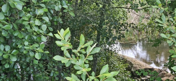 Terreno para Venda em Ninho do Açor e Sobral do Campo