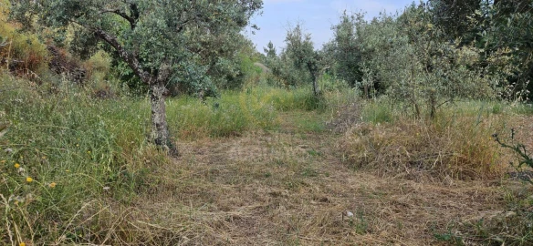 Terreno para Venda em Ninho do Açor e Sobral do Campo