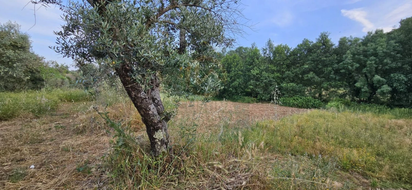 Terreno para Venda em Ninho do Açor e Sobral do Campo Foto 11