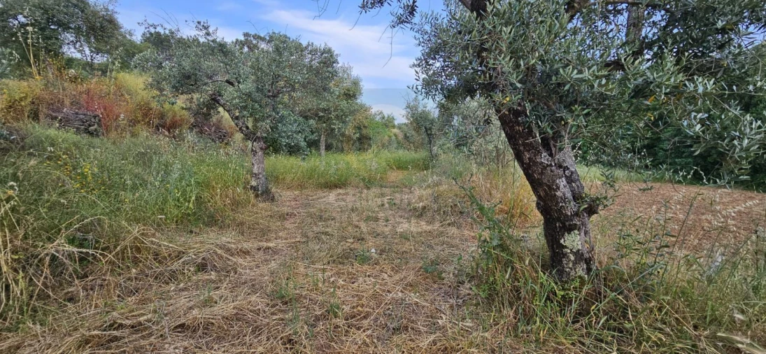 Terreno para Venda em Ninho do Açor e Sobral do Campo Foto 18