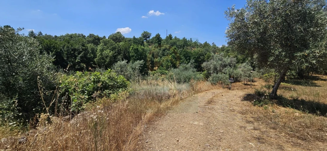 Terreno para Venda em Ninho do Açor e Sobral do Campo Foto 23