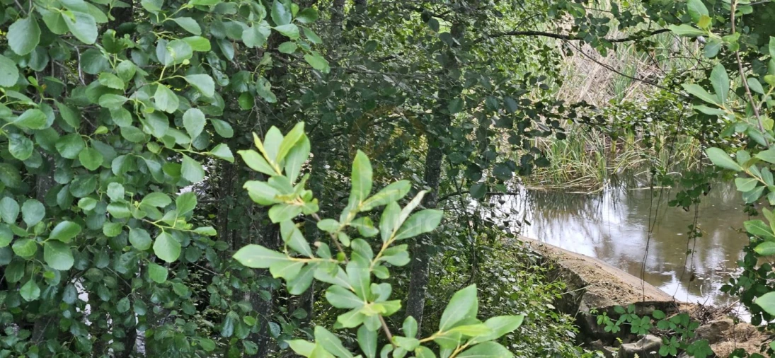 Terreno para Venda em Ninho do Açor e Sobral do Campo Foto 8