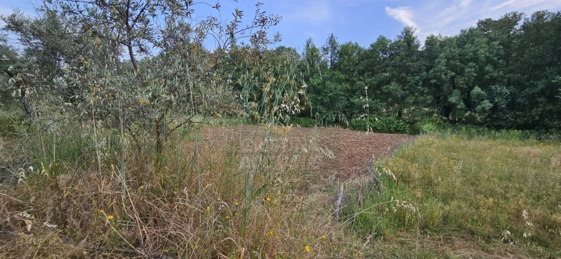 Terreno para Venda em Ninho do Açor e Sobral do Campo Foto 14