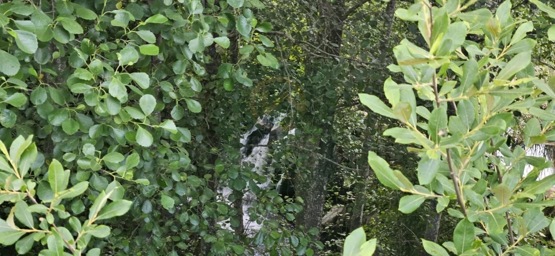Terreno para Venda em Ninho do Açor e Sobral do Campo Foto 9