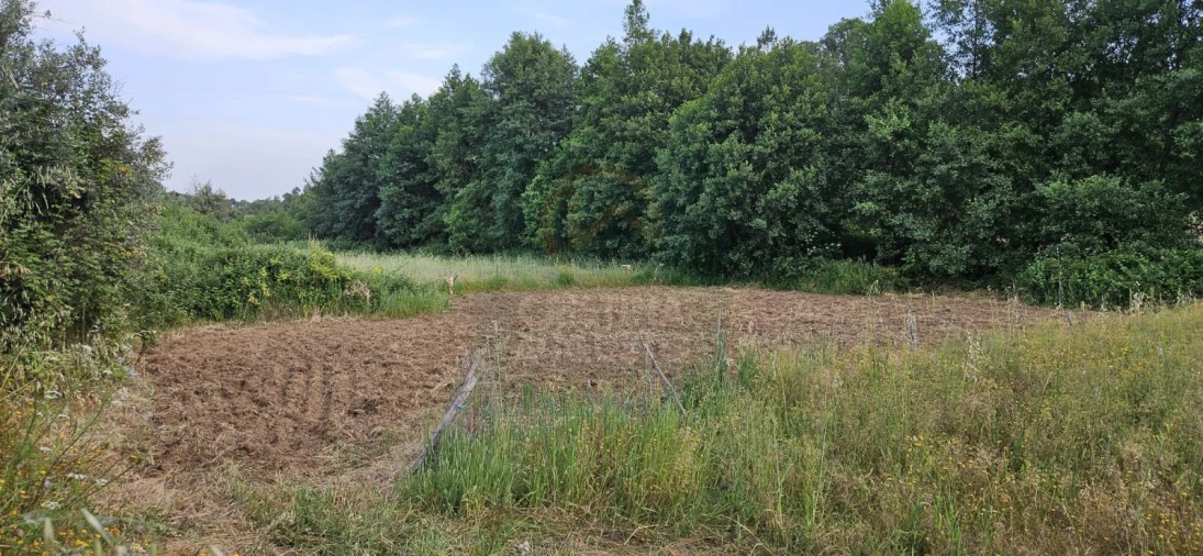 Terreno para Venda em Ninho do Açor e Sobral do Campo Foto 3