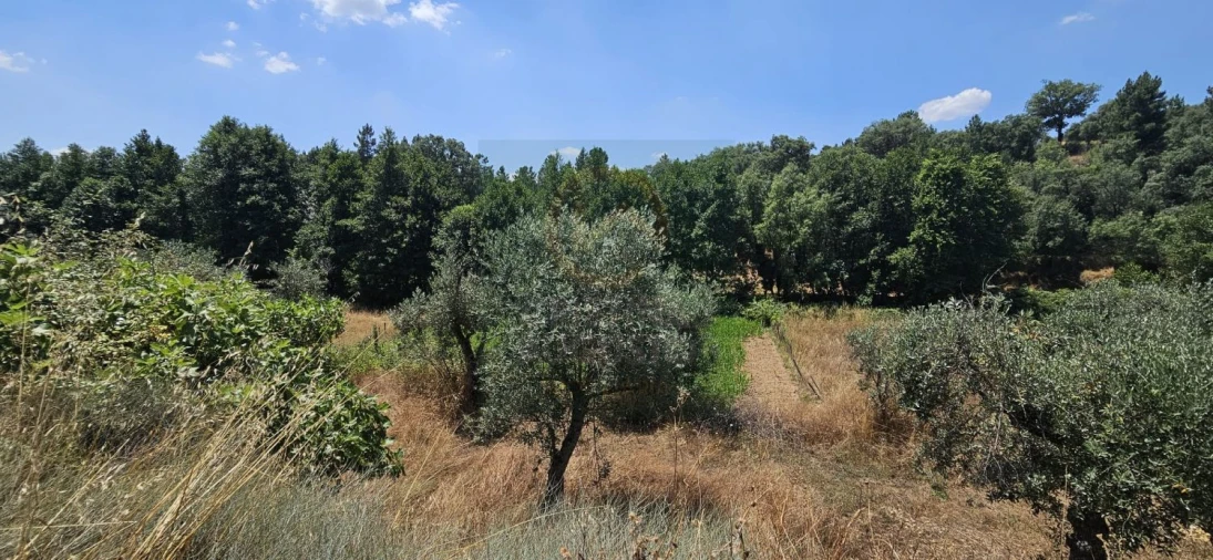 Terreno para Venda em Ninho do Açor e Sobral do Campo Foto 6