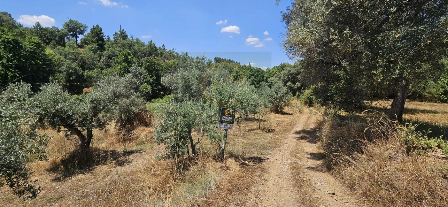 Terreno para Venda em Ninho do Açor e Sobral do Campo Foto 4