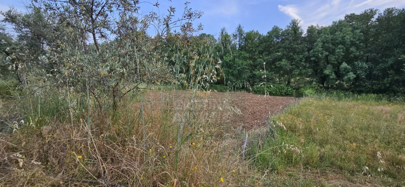 Terreno para Venda em Ninho do Açor e Sobral do Campo Foto 14