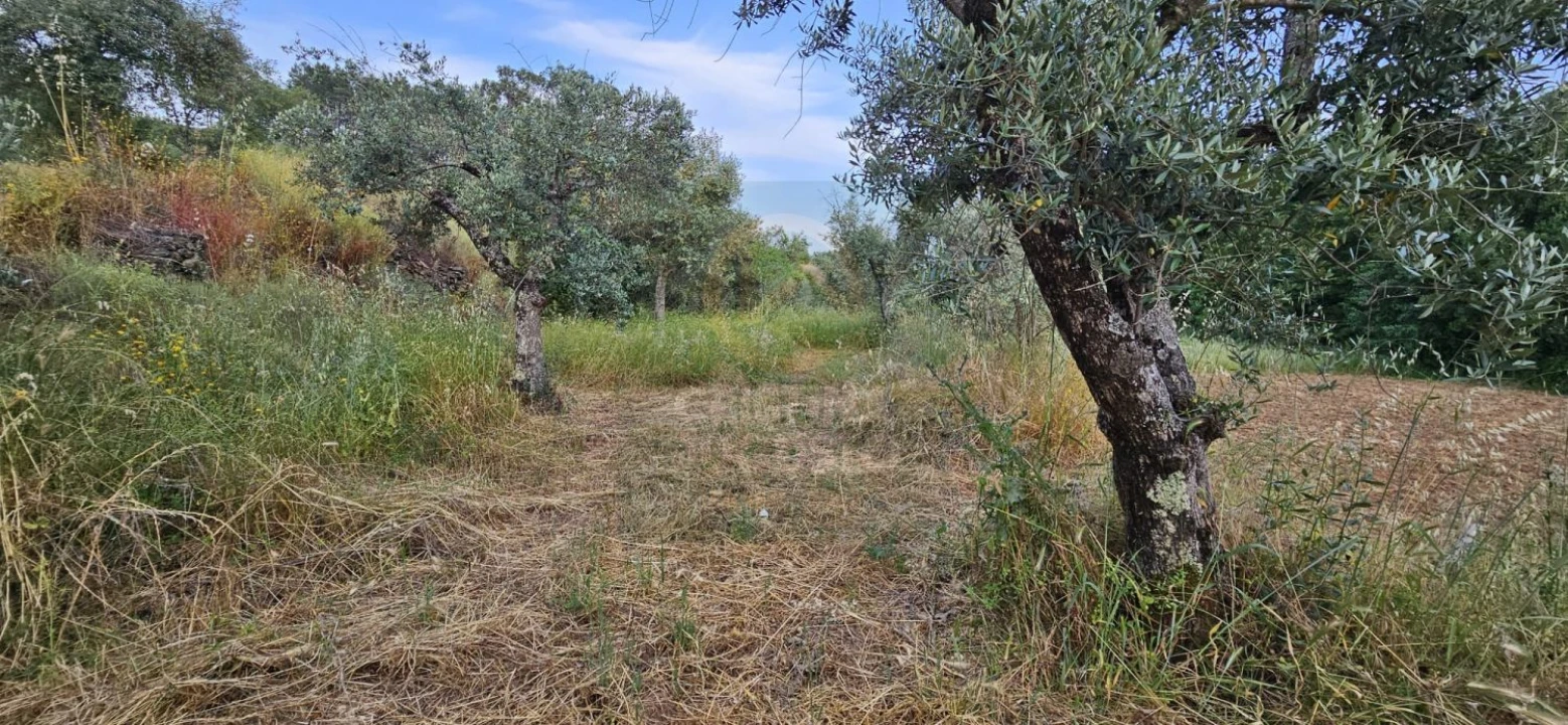 Terreno para Venda em Ninho do Açor e Sobral do Campo Foto 25
